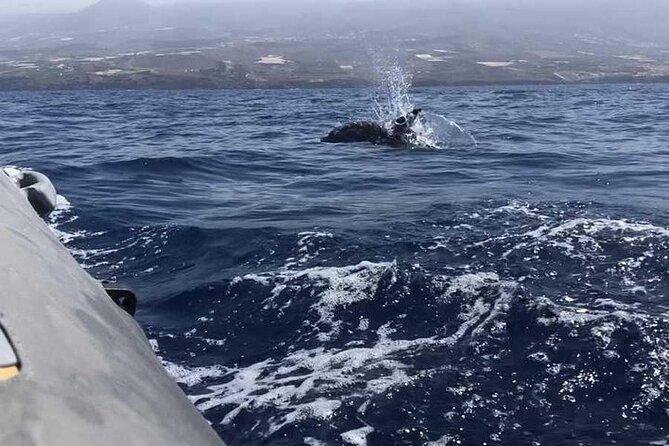 SEA SAFARI Dolphins,Whales, snorkeling, snack, drink, 3h private - What the $600.79 group price really means