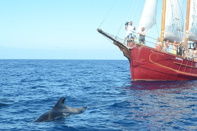 Sealife Dolphin & Whale Watching aboard Portuguese schooner - Sailing from Los Cristianos on a wooden schooner
