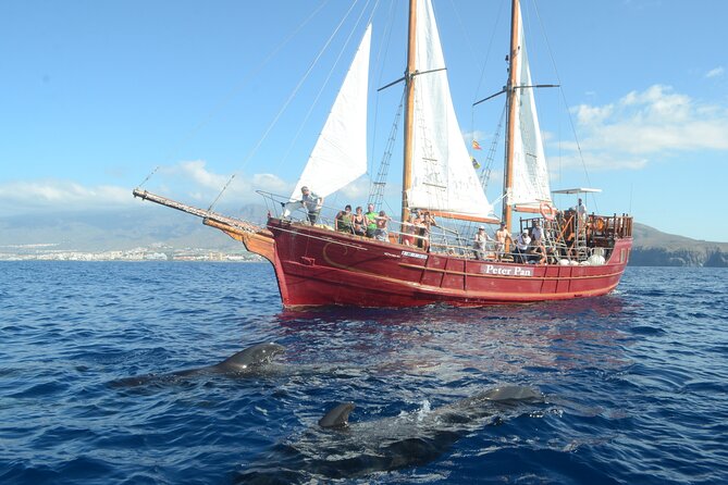 Sealife Dolphin & Whale Watching aboard Portuguese schooner - Lunch at anchor and a swim in the Atlantic
