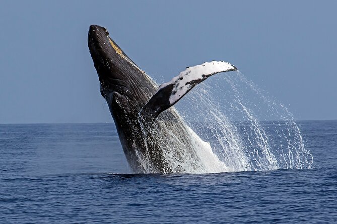 Seasonal Small-Group Humpback Whale Watching in Kona - Key points to know before booking