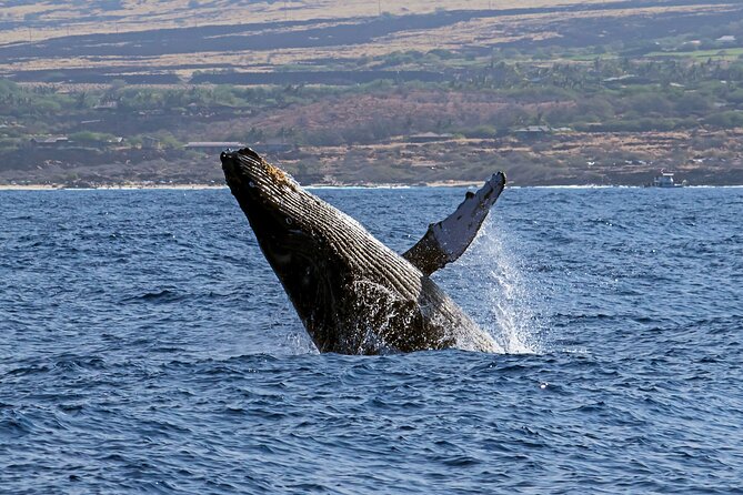 Seasonal Small-Group Humpback Whale Watching in Kona - Leaving Honokohau Marina at 1:30 pm