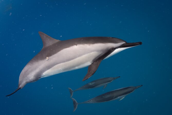 Seasonal Small-Group Humpback Whale Watching in Kona - A small boat with a practical snack setup