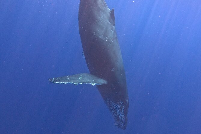 Seasonal Small-Group Humpback Whale Watching in Kona - Is the $130.25 price good value?