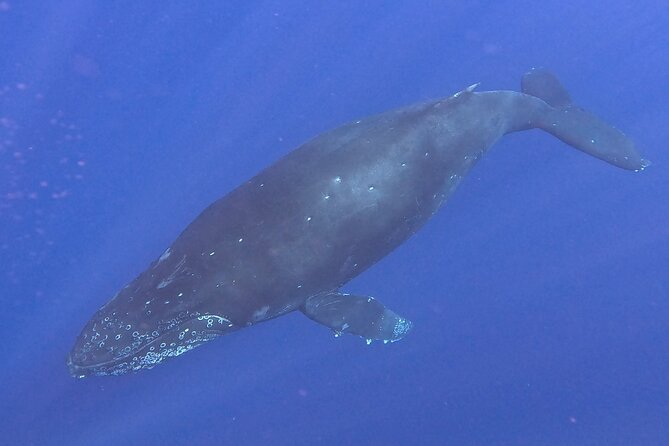 Seasonal Small-Group Humpback Whale Watching in Kona - Who should book this Kona whale watch?