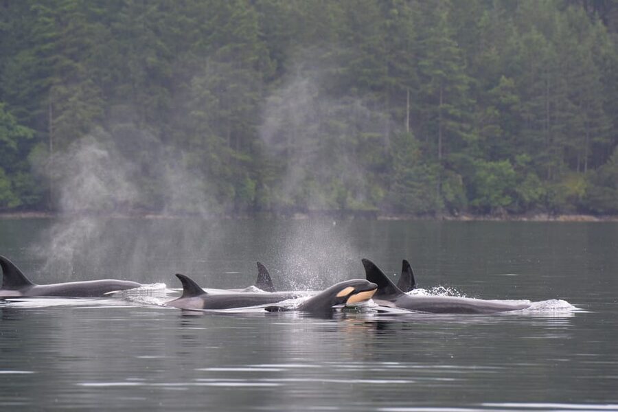 Seattle: Half-Day Wildlife and Whale Watching Cruise - Key points to know before you book