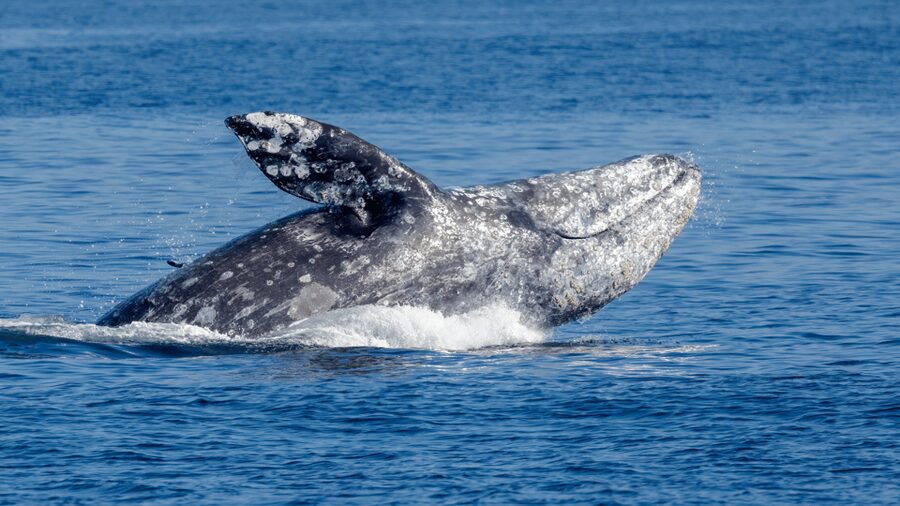 Seattle: Half-Day Wildlife and Whale Watching Cruise - Food, drinks, and the long hours onboard