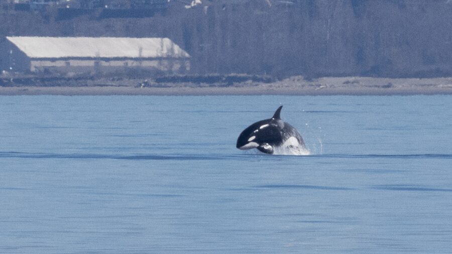 Seattle: Half-Day Wildlife and Whale Watching Cruise - How much value do you get for $148?