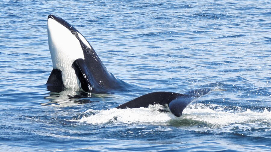 Seattle: Half-Day Wildlife and Whale Watching Cruise - Who will enjoy this cruise most?