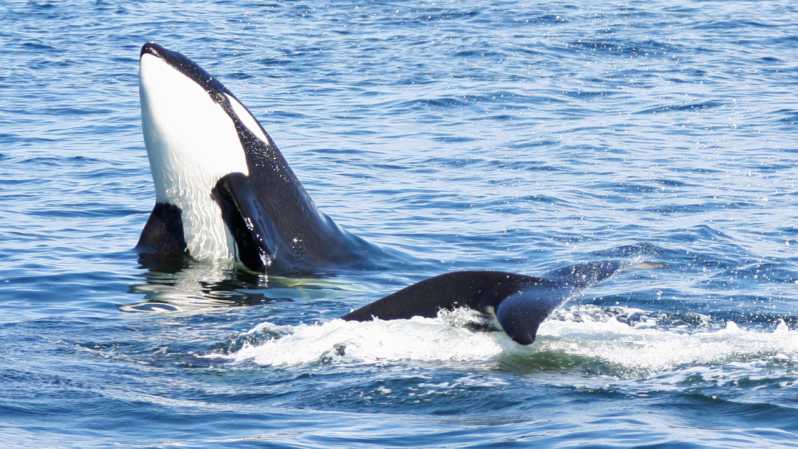 Seattle: Half-Day Wildlife and Whale Watching Cruise - The boat, decks, and best viewing spots