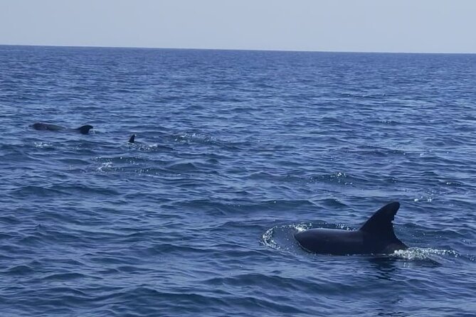 Sesimbra: Arrábida Dolphin and Whale Watching tour with biologist - Setting out from Sesimbra Marina at 10 a.m.
