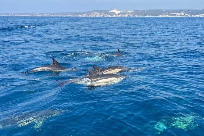 Sesimbra: Arrábida Dolphin and Whale Watching tour with biologist - The scenic coast, caves, and Ribeira do Cavalo Beach