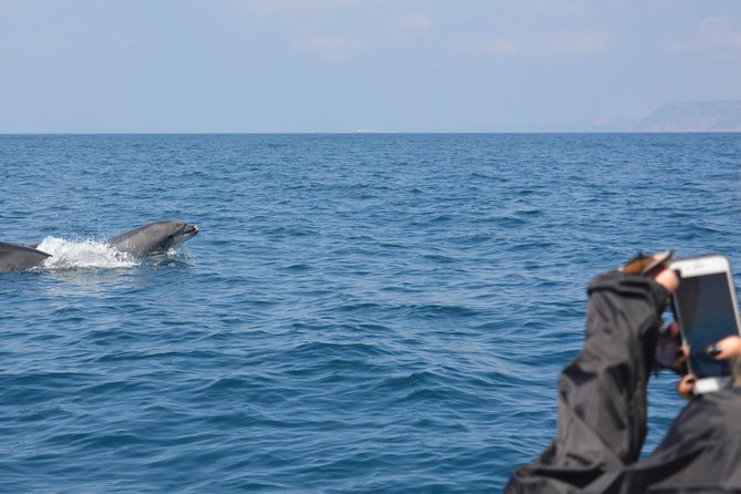 Sesimbra: Arrábida Dolphin and Whale Watching tour with biologist - A glass of local wine and Sesimbra stories