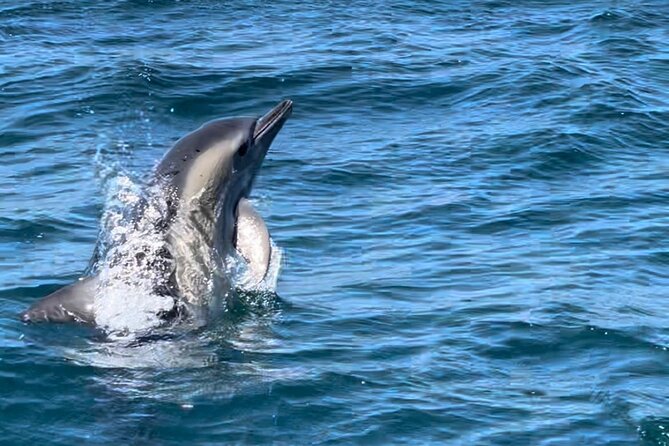 Sesimbra: Arrábida Dolphin and Whale Watching tour with biologist - Who will enjoy this trip most?