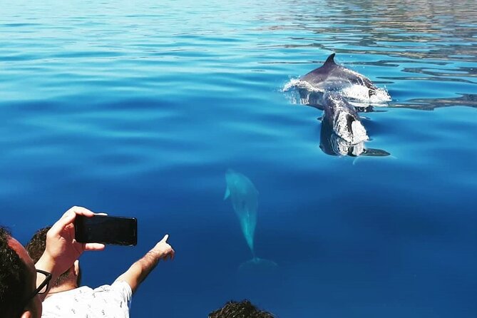 Sesimbra: Arrábida Dolphin and Whale Watching tour with biologist - Searching for dolphins and whales in Arrábida
