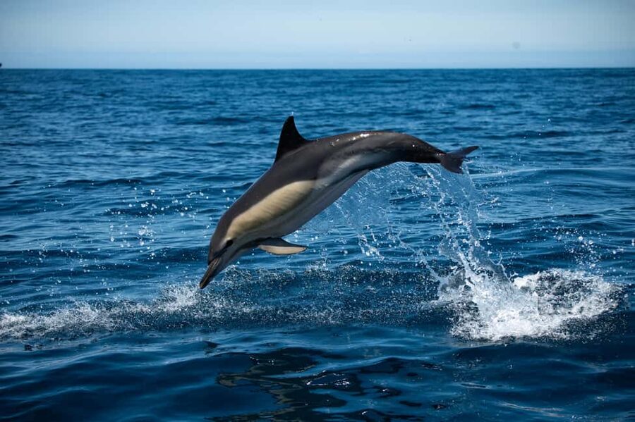 Sesimbra: Arrábida Dolphin and Whale Watching with Biologist - Key points at a glance