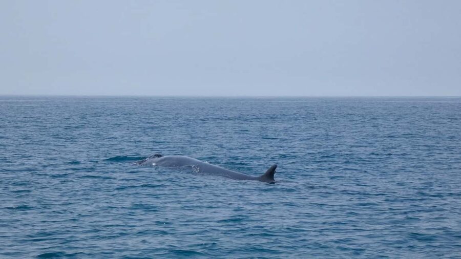 Sesimbra: Arrábida Dolphin and Whale Watching with Biologist - What $64 gets you