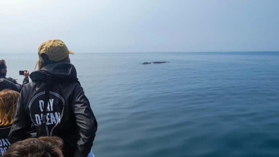 Sesimbra: Arrábida Dolphin and Whale Watching with Biologist - Why Sesimbra makes a strong base for a sea trip