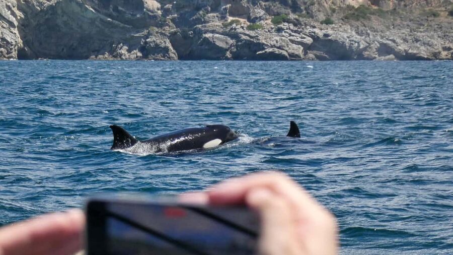 Sesimbra: Arrábida Dolphin and Whale Watching with Biologist - Searching for dolphins and whales in open water