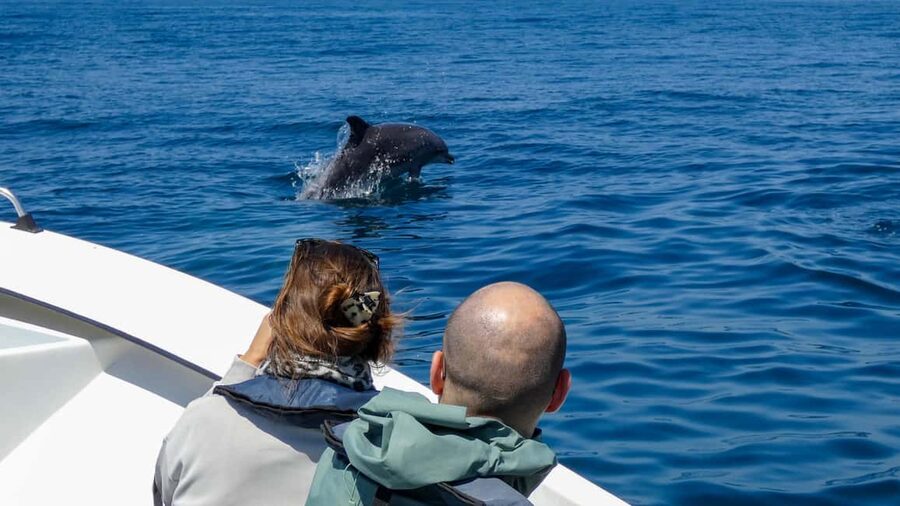 Sesimbra: Arrábida Dolphin and Whale Watching with Biologist - Birds and other animals to watch for