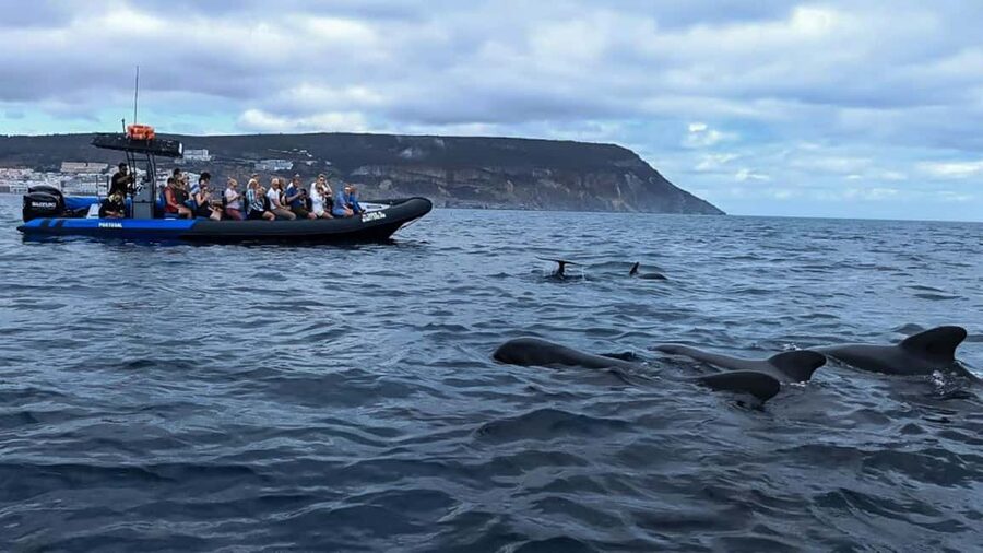 Sesimbra: Arrábida Dolphin and Whale Watching with Biologist - Praia da Mijona and the Arrábida coast