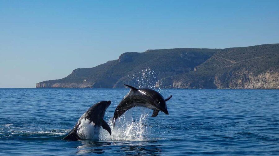 Sesimbra: Arrábida Dolphin and Whale Watching with Biologist - Ribeiro do Cavalo Beach and the swimming stop