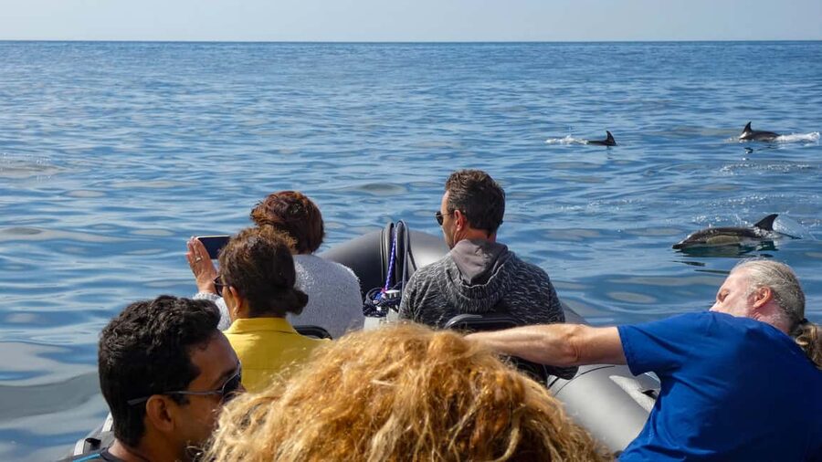 Sesimbra: Arrábida Dolphin and Whale Watching with Biologist - The return along the coast