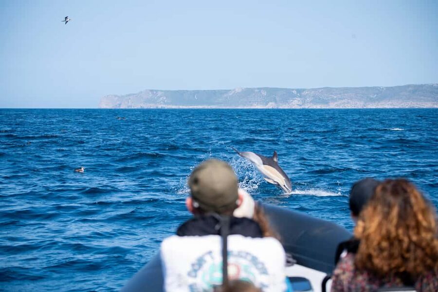 Sesimbra: Arrábida Dolphin and Whale Watching with Biologist - The first 30 minutes: briefing and bearings in Sesimbra