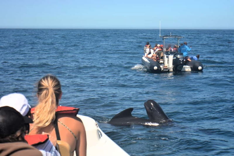 Sesimbra: Dolphin and Whales Watching with Biologist Guide - Six details that make this Sesimbra tour different