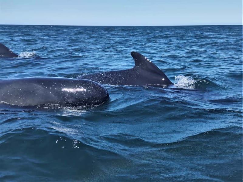 Sesimbra: Dolphin and Whales Watching with Biologist Guide - What the biologists add to the ride