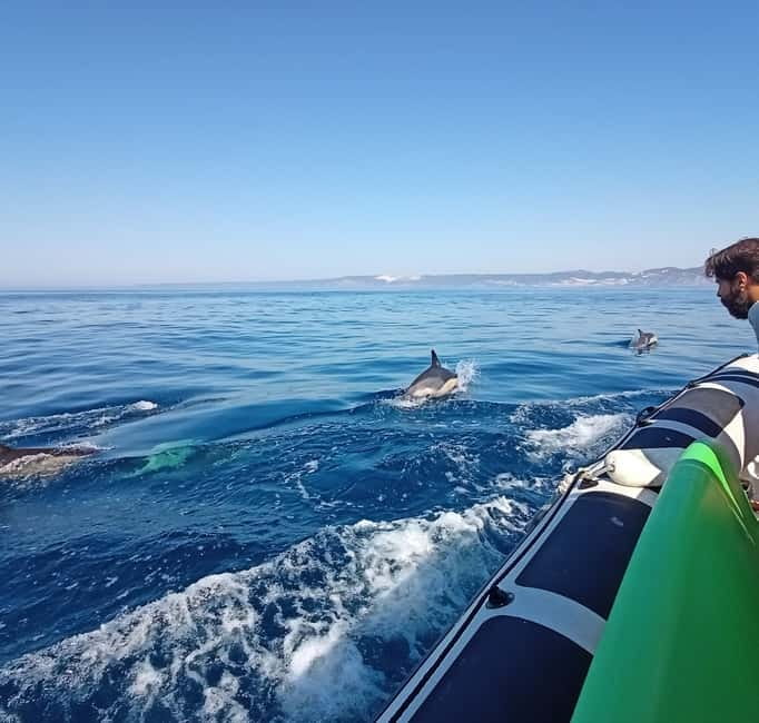 Sesimbra: Dolphin and Whales Watching with Biologist Guide - Swimming and snorkeling at Ribeiro do Cavalo Beach