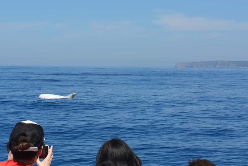 Sesimbra: Dolphin and Whales Watching with Biologist Guide - Is $64 a fair price?
