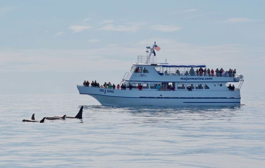 Seward: Resurrection Bay Orca Quest Cruise - Key points to know before you book