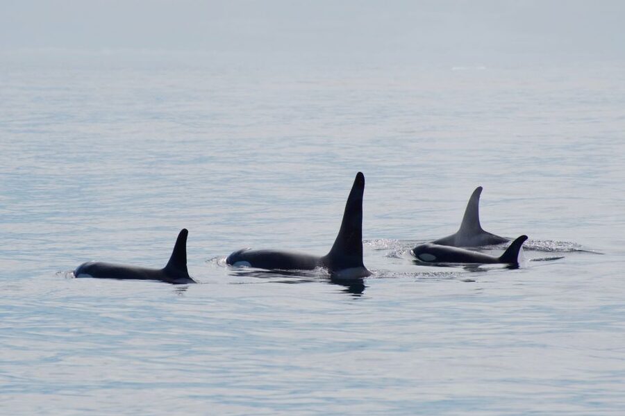 Seward: Resurrection Bay Orca Quest Cruise - What the four-hour route feels like