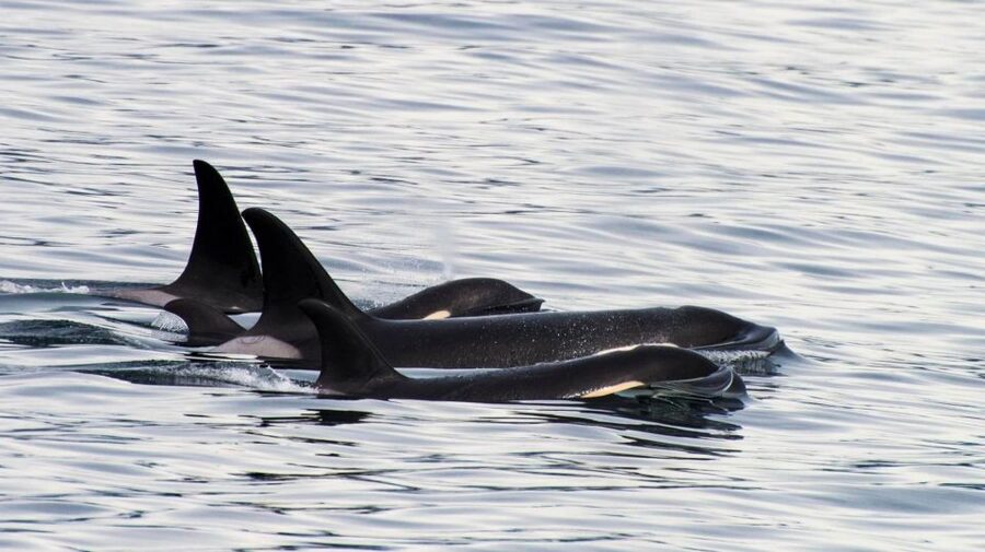 Seward: Resurrection Bay Orca Quest Cruise - Wildlife beyond the orcas