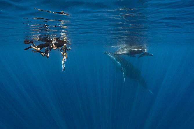 Shared Whale Expedition - What happens during the four-hour outing