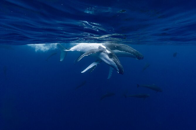 Shared Whale Expedition - A respectful approach is the real measure of the tour