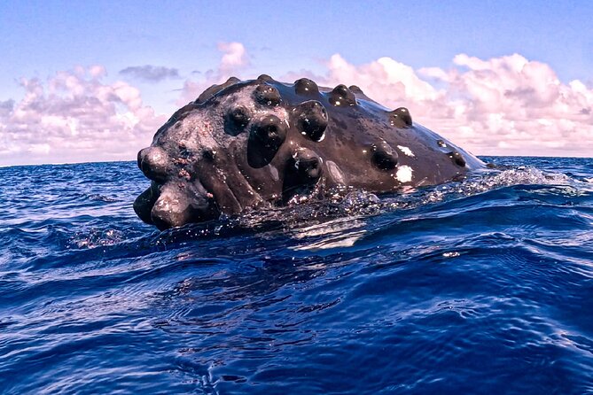 Shared Whale Expedition - Dolphins, turtles, rays, and sharks may add to the day