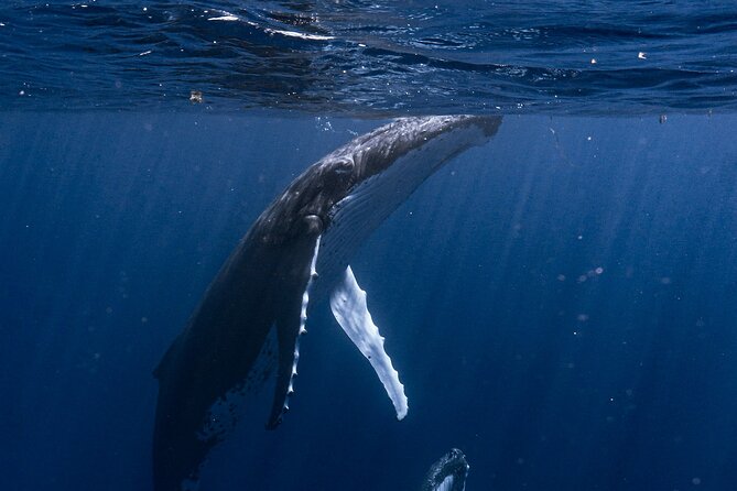 Shared Whale Expedition - Swimming beside whales requires real effort