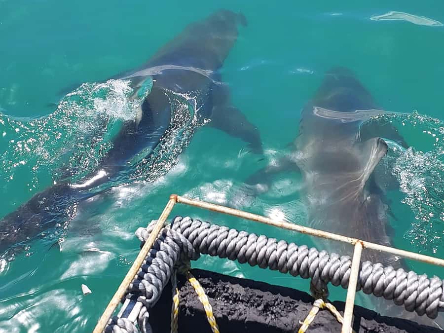 Shark & Whale Trip Combo - Two ocean encounters from Kleinbaai Harbour