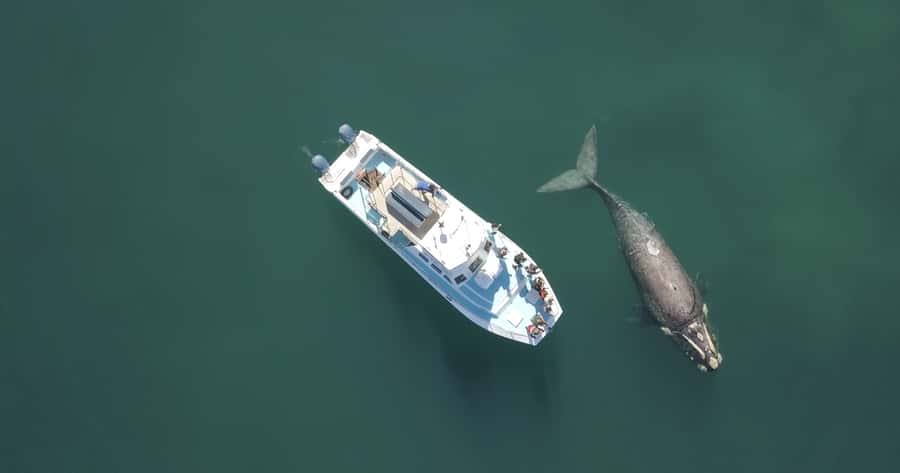 Shark & Whale Trip Combo - What happens inside the shark cage