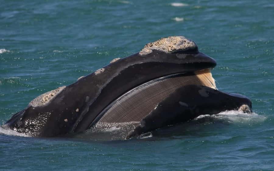 Shark & Whale Trip Combo - The whale boat is a separate part of the day