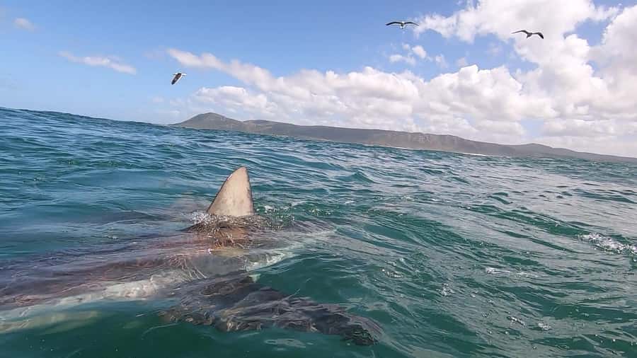 Shark & Whale Trip Combo - Weather and seasonal timing matter more than the brochure schedule