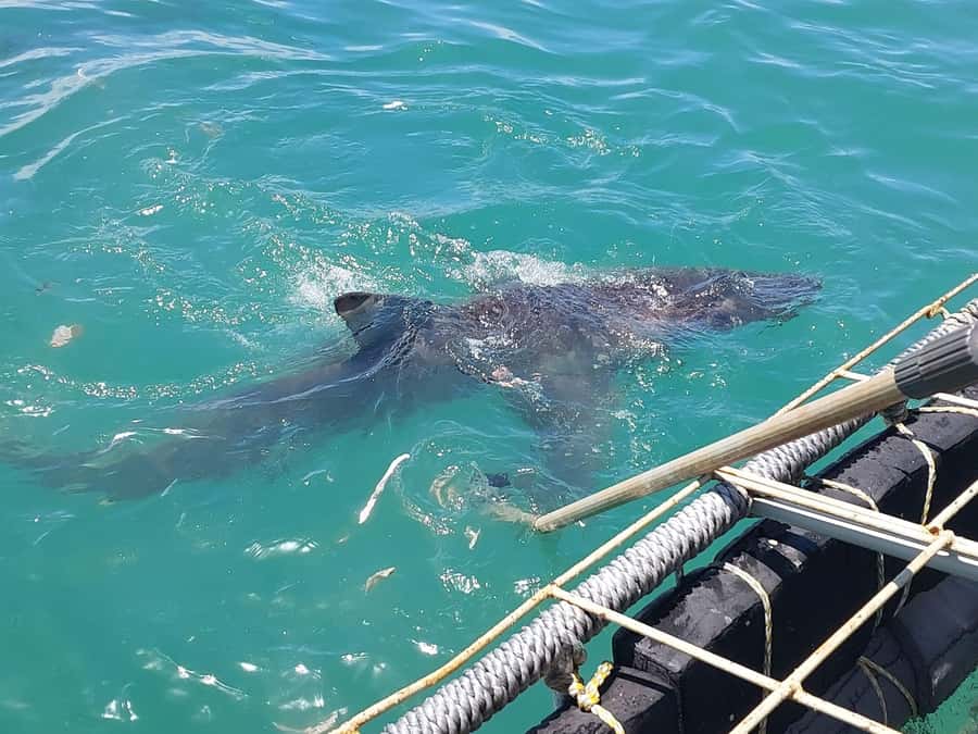 Shark & Whale Trip Combo - How $283 per person measures up