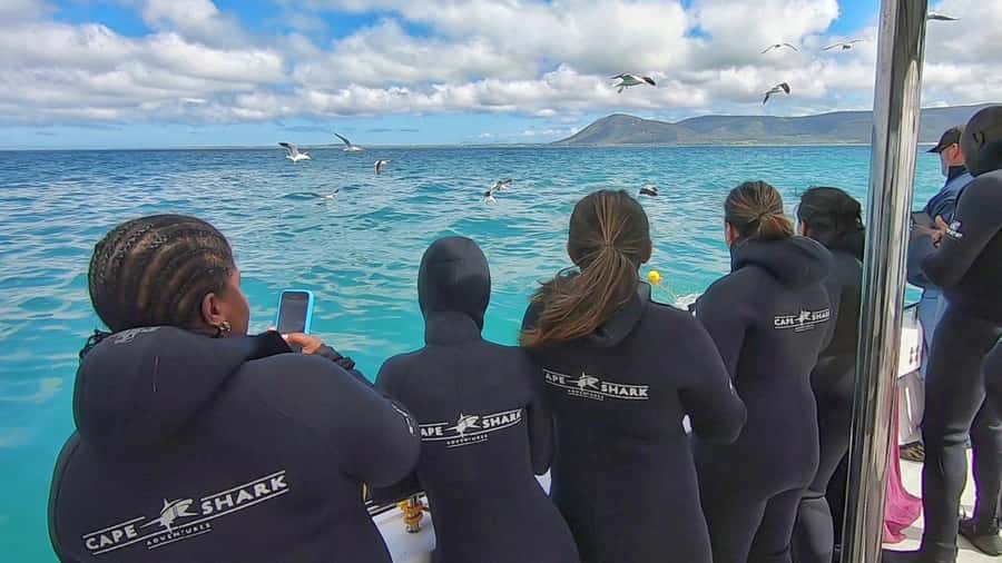 Shark & Whale Trip Combo - Who should book this Gansbaai combo