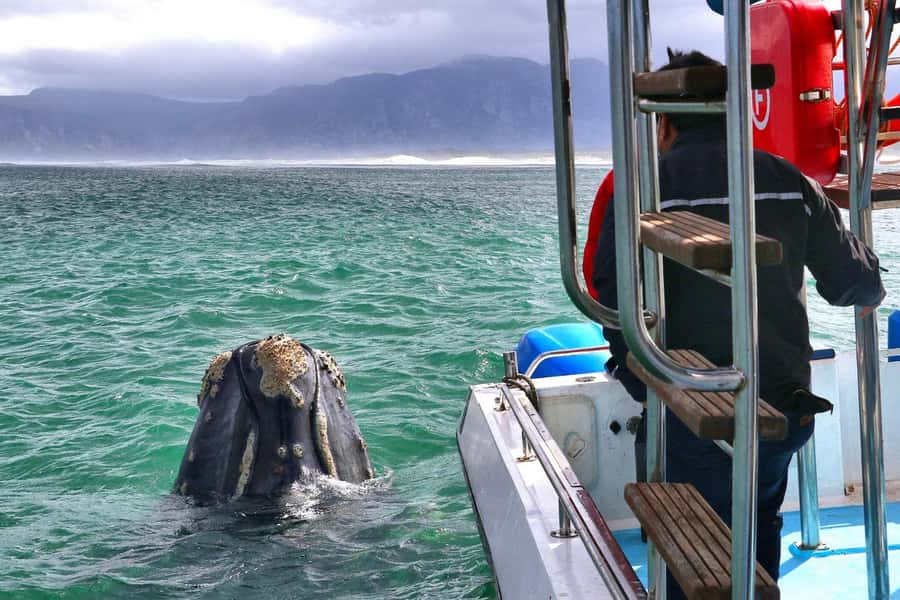 Shark & Whale Trip Combo - Breakfast, safety briefing, and the small details that help