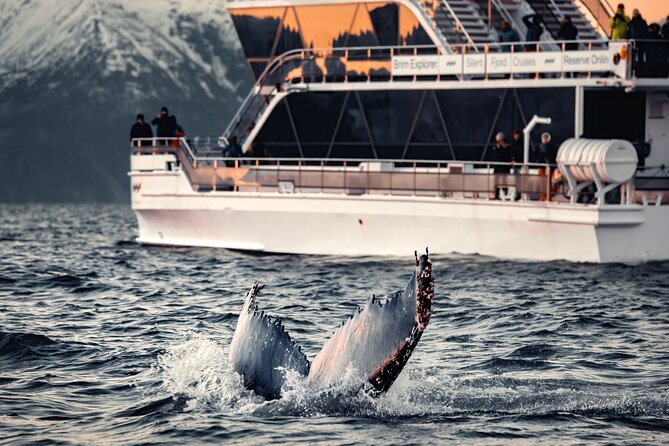 Silent Whale Watching by Hybrid-Electric Boat from Tromsø - Key points before you book
