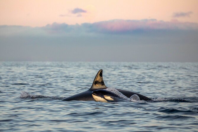 Silent Whale Watching by Hybrid-Electric Boat from Tromsø - What the hybrid-electric boat feels like