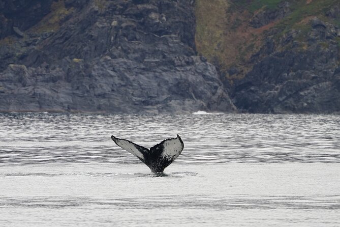 Silent Whale Watching by Hybrid-Electric Boat from Tromsø - Rough seas and seasickness