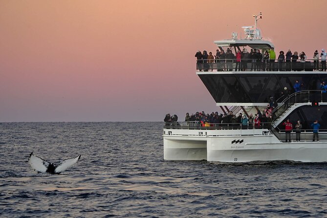Silent Whale Watching by Hybrid-Electric Boat from Tromsø - How much value do you get for $214.85?
