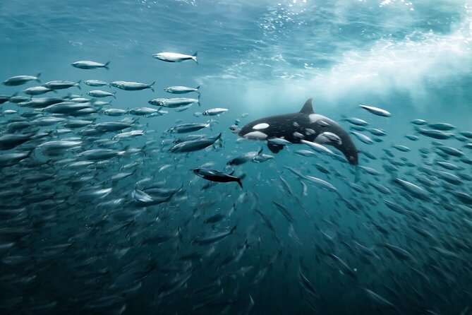 Silent Whale Watching by Hybrid-Electric Boat from Tromsø - Practical tips for getting the most from the day